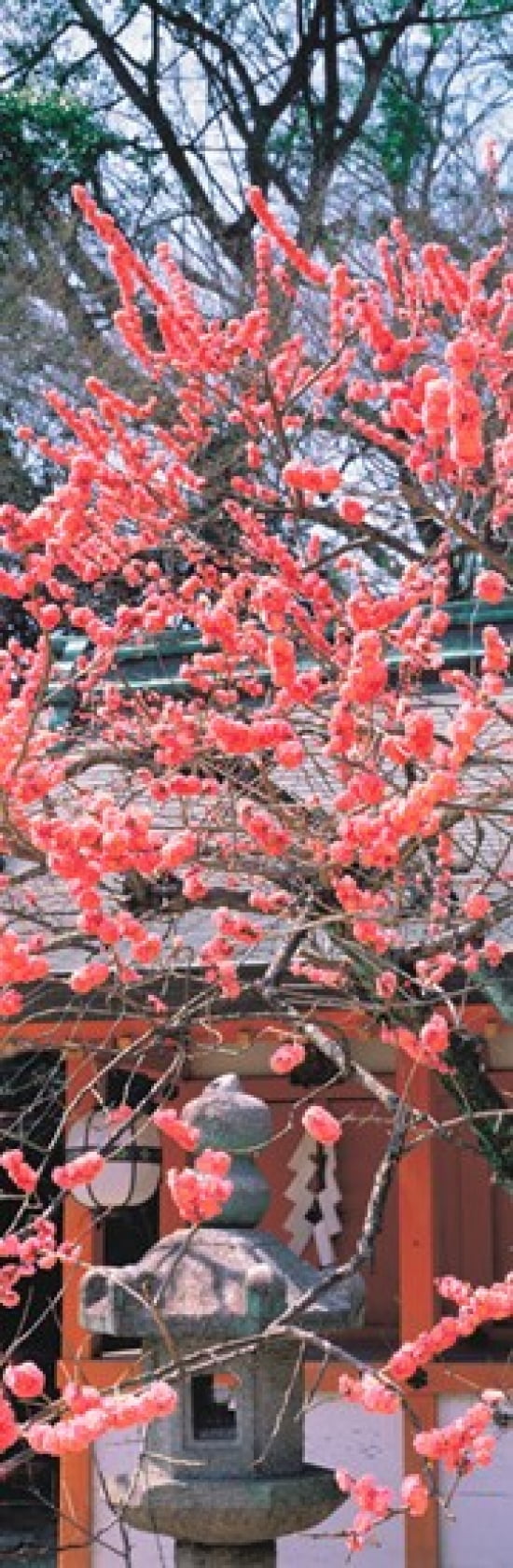 Kitano-Tenmangu Kyoto Japan Canvas Art - Panoramic Images (18 x 6)