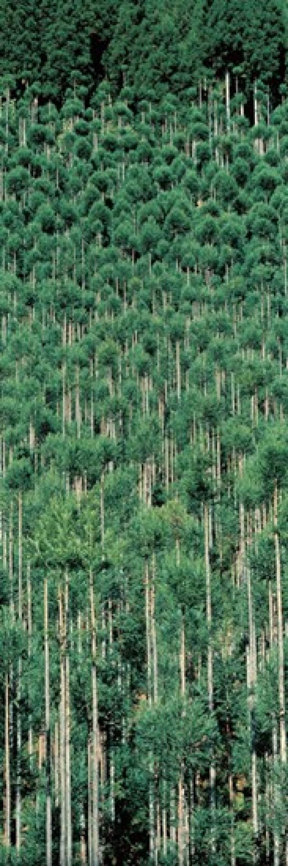 Kitayama Cedar trees Kyoto Japan Canvas Art - Panoramic Images (36 x 12)