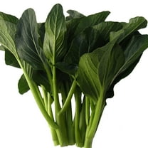Kitazawa Seed Company 1080 Brassica Rapa var Parachinesis Plant Seeds, Fast Growing