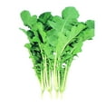 thumbnail image 1 of Kitazawa Seed Company 140 Leaf Radish Plant Seeds, Non-GMO, 1 of 1