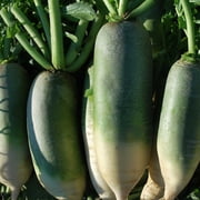 Radish Seeds - Chinese - Green Luobo Improved - 2 g Packet 150 Seeds - Non-GMO, Heirloom - Asian Garden Vegetable & Microgreens