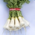 thumbnail image 1 of Radish Seeds - Korean - Cheong Du - Hybrid - 2 g Packet ~160 Seeds - Non-GMO, F1 Hybrid - Asian Garden Vegetable, 1 of 7
