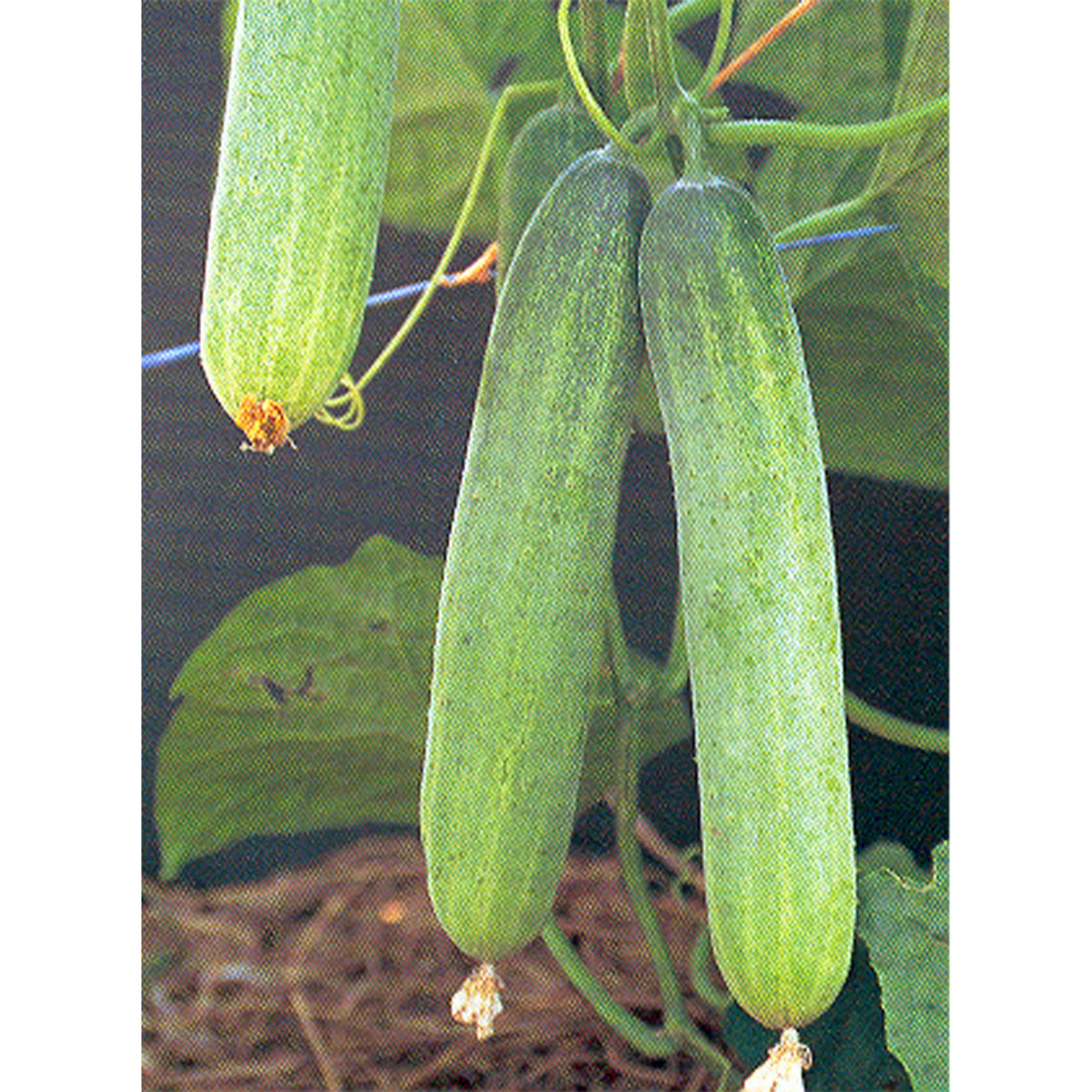 Cucumber Seeds - Burpless Bush Slicer F1 - 3 g Packet ~100