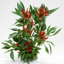 Pepper Seeds - Hot - Japanese - Takanotsume - 500 Mg Packet ~70 Seeds - Non-GMO, Heirloom - Asian Garden Vegetable