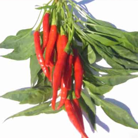 Pepper Seeds – Hot – Prik Mun Thai - 500 Mg Packet ~90 Seeds - Non-GMO, Heirloom - Asian Garden Vegetable