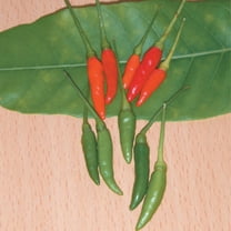 Kitazawa Seed Company 90 Thai Hot Pepper Plant Seeds, Non GMO Heirloom