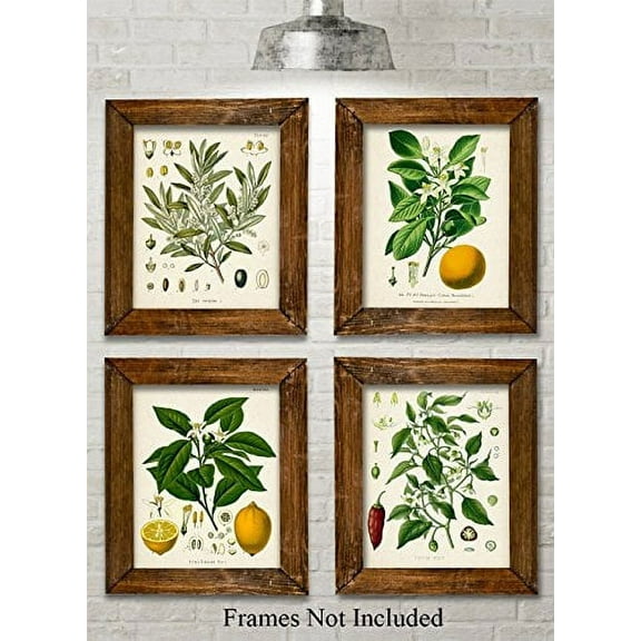 Kitchen Botanicals Art Print - Set of 4 11x14 Unframed Art Prints - Great Kitchen Decor and Gift for Nature Lovers