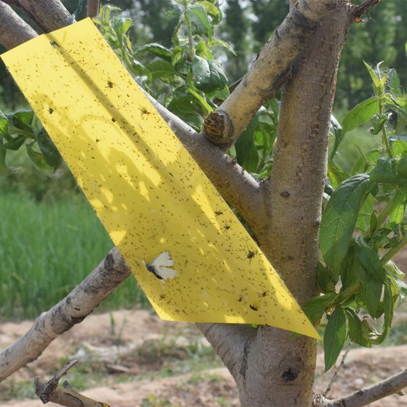 Kitchen Essentials Dual-sided Sticky Traps for Flying Plant Fungus Gnats 20pcs 20x10cm Dual-Sided Flying Traps can be Cut