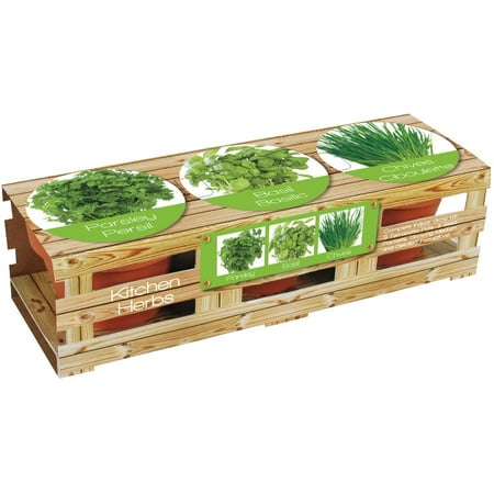 TotalGreen Holland Healthy Kitchen Herb Trio Kit - Basil, Parsley, Chives - Indoor Garden Kit