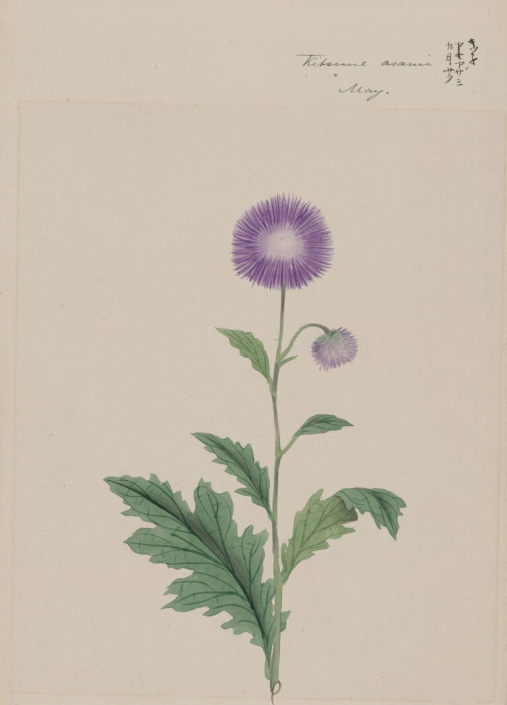 Kitsune azami (Japanese thistle) c1870 Canvas Art - Unknown (18 x 24)