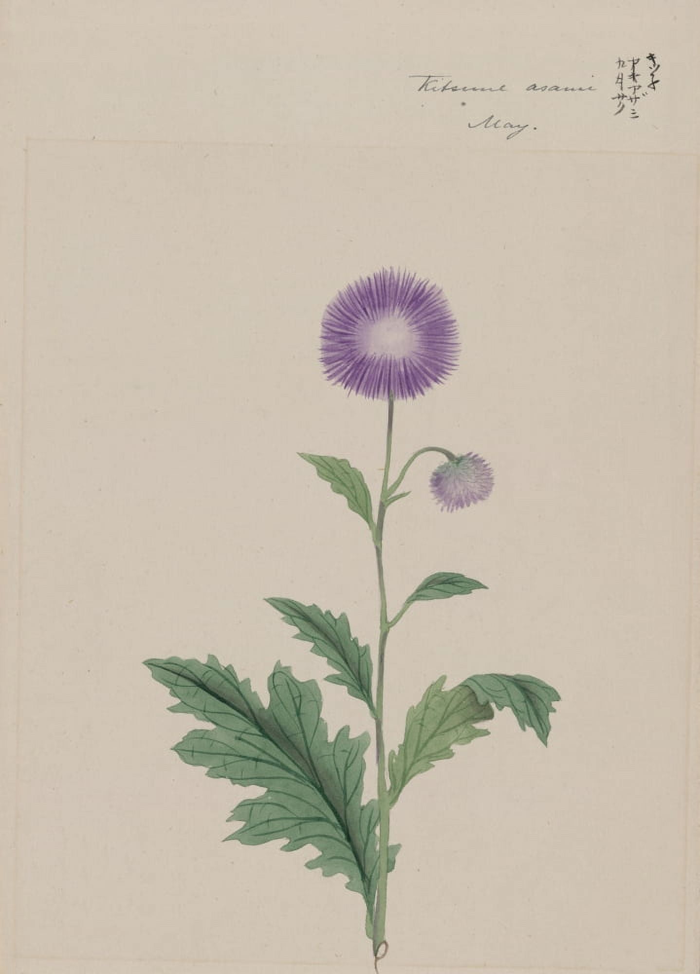 Kitsune azami (Japanese thistle) c1870 Canvas Art - Unknown (24 x 36)