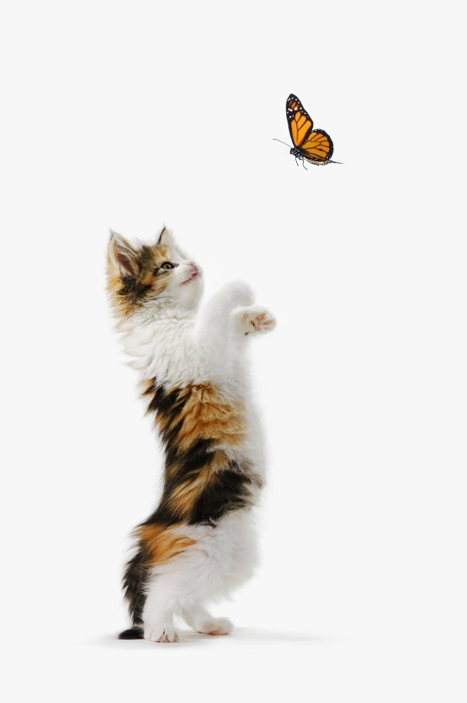 Kitten And Monarch Butterfly Canvas Art - Thomas Kitchin & Victoria Hurst Design Pics (11 x 17)