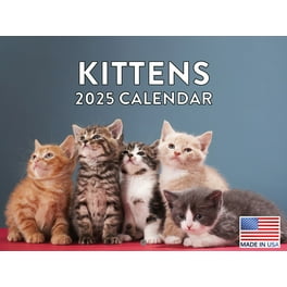Cats in the Stacks 16-Month 2018-2019 Wall Calendar