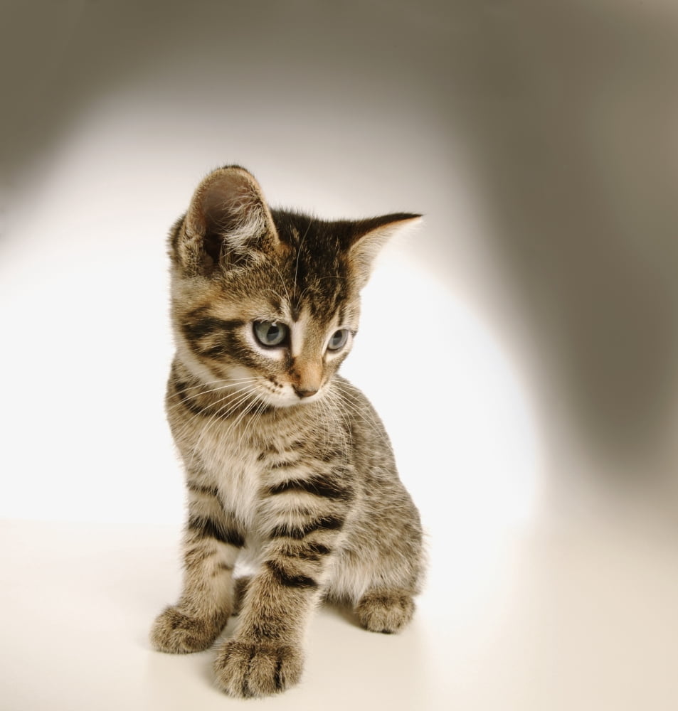 Kitten Canvas Art - Don Hammond Design Pics (26 x 28)