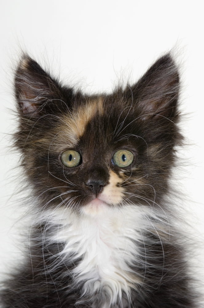 Kitten Canvas Art - Thomas Kitchin & Victoria Hurst Design Pics (11 x 17)