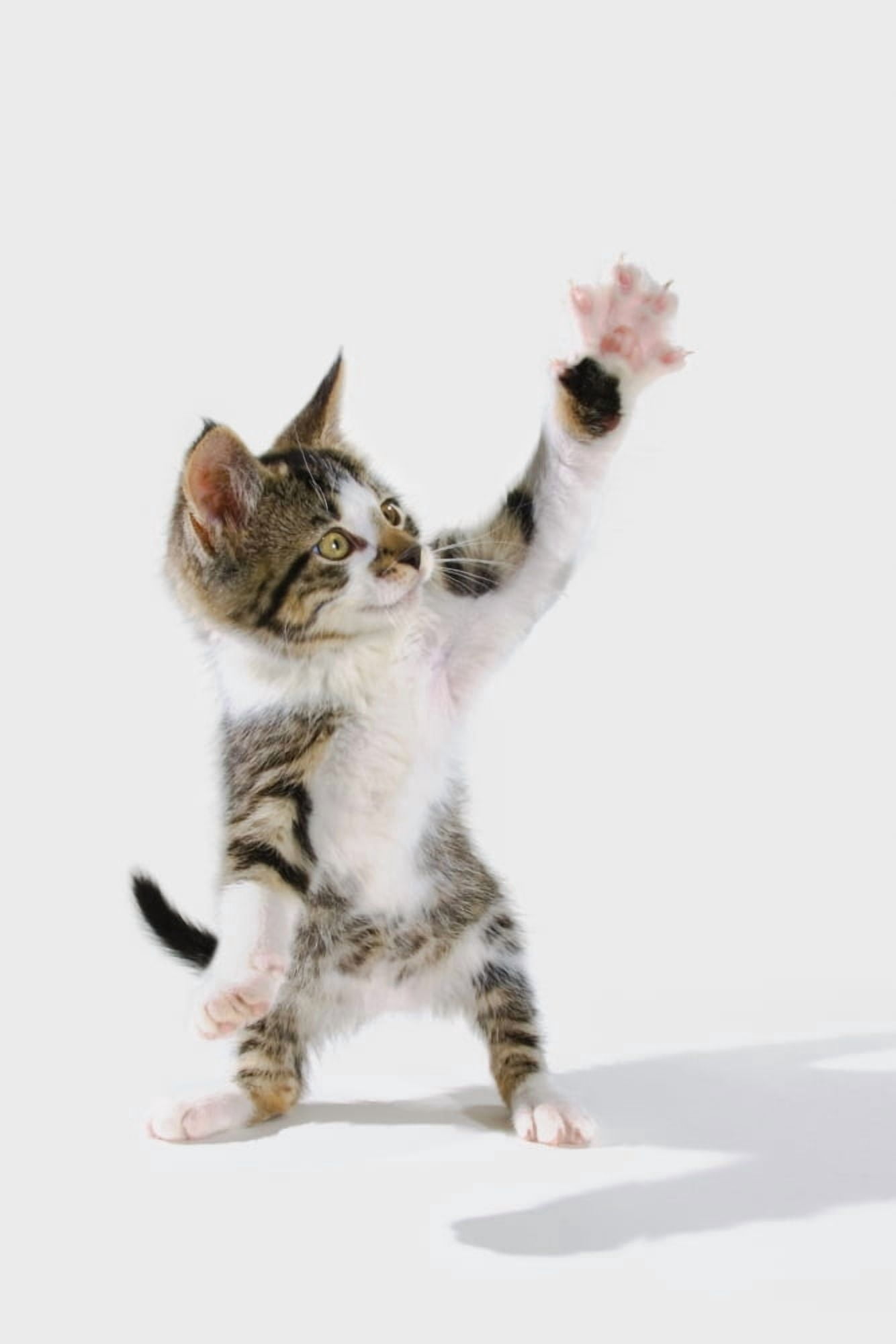 Kitten Canvas Art - Thomas Kitchin & Victoria Hurst Design Pics (11 x 17)