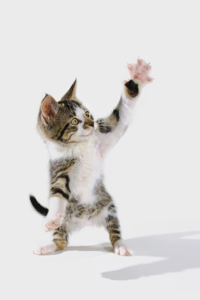 Kitten Canvas Art - Thomas Kitchin & Victoria Hurst Design Pics (22 x 34)