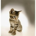 thumbnail image 1 of Kitten Poster Print, 1 of 2