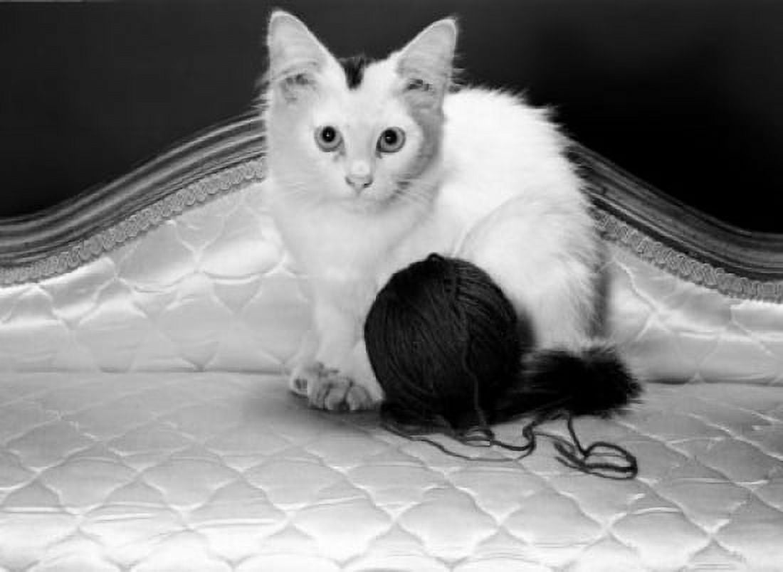 Kitten and ball of wool Canvas Art - (24 x 36)