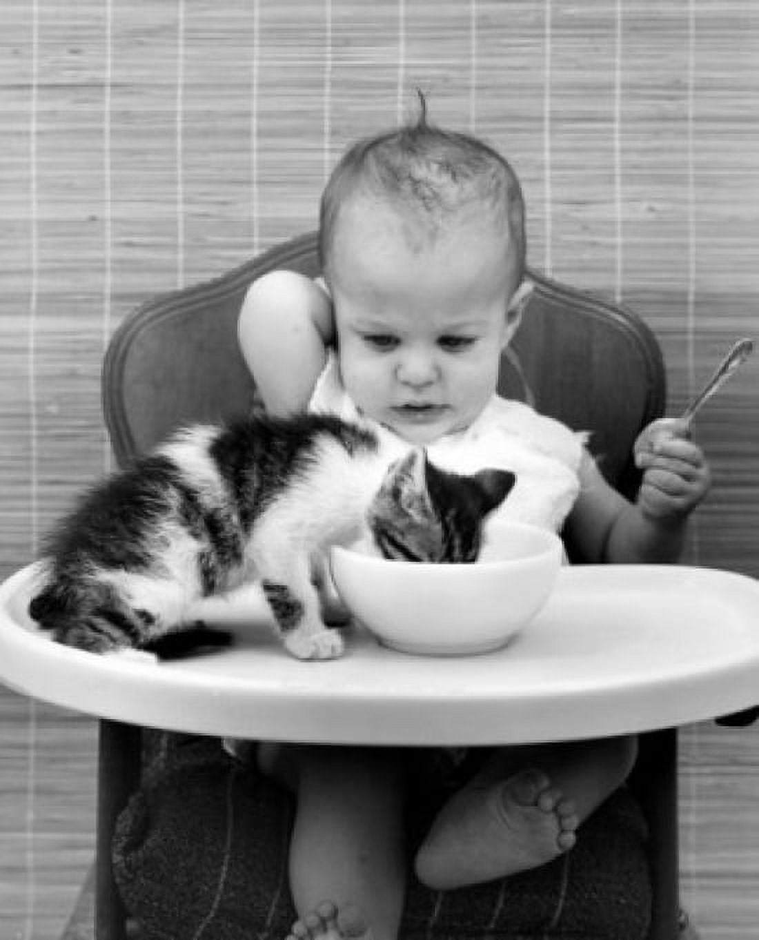 Kitten drinking milk from babys bowl Canvas Art - (18 x 24)