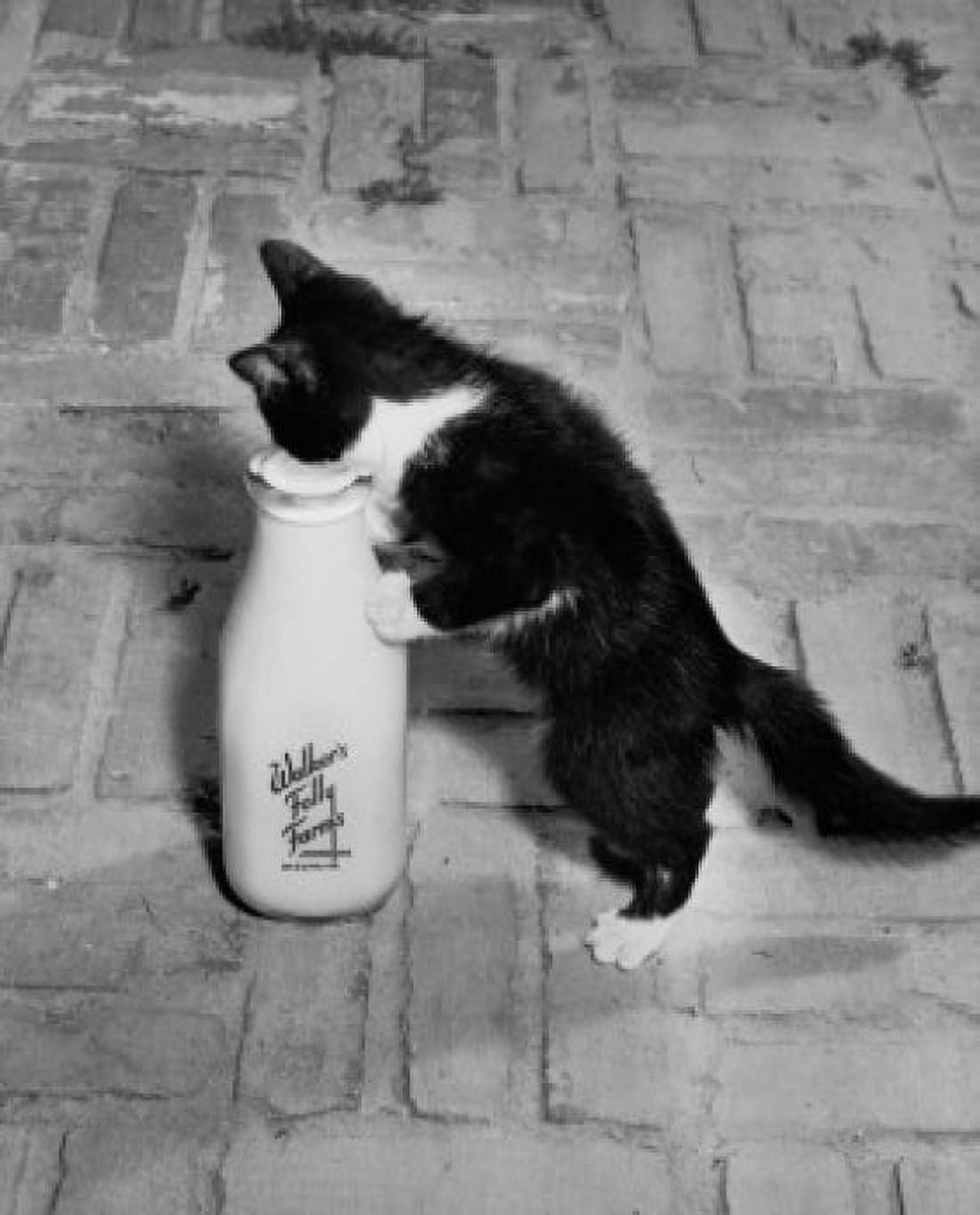 Kitten drinking milk out of a bottle Canvas Art - (24 x 36)
