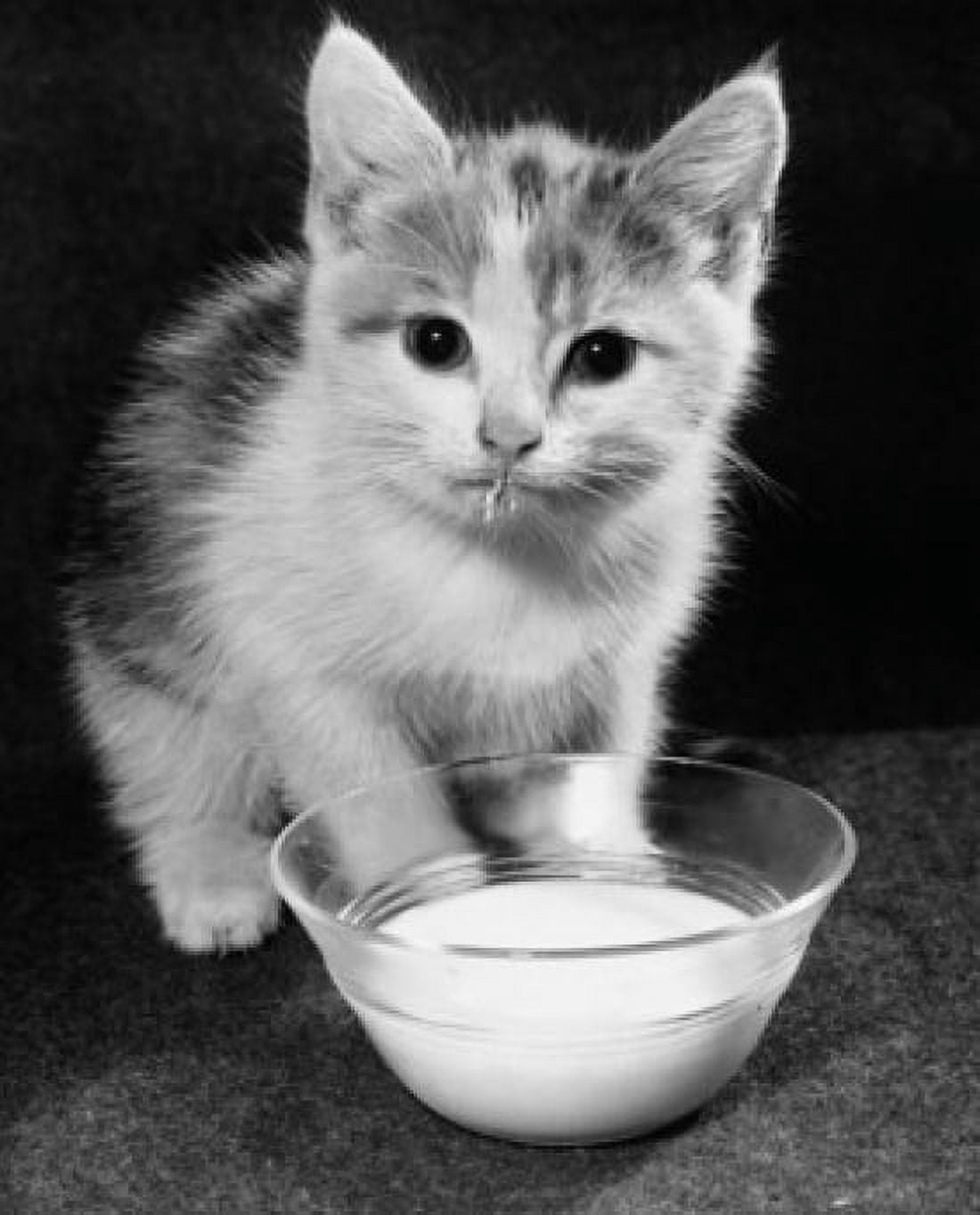 Kitten drinking milk out of a bowl Canvas Art - (24 x 36)