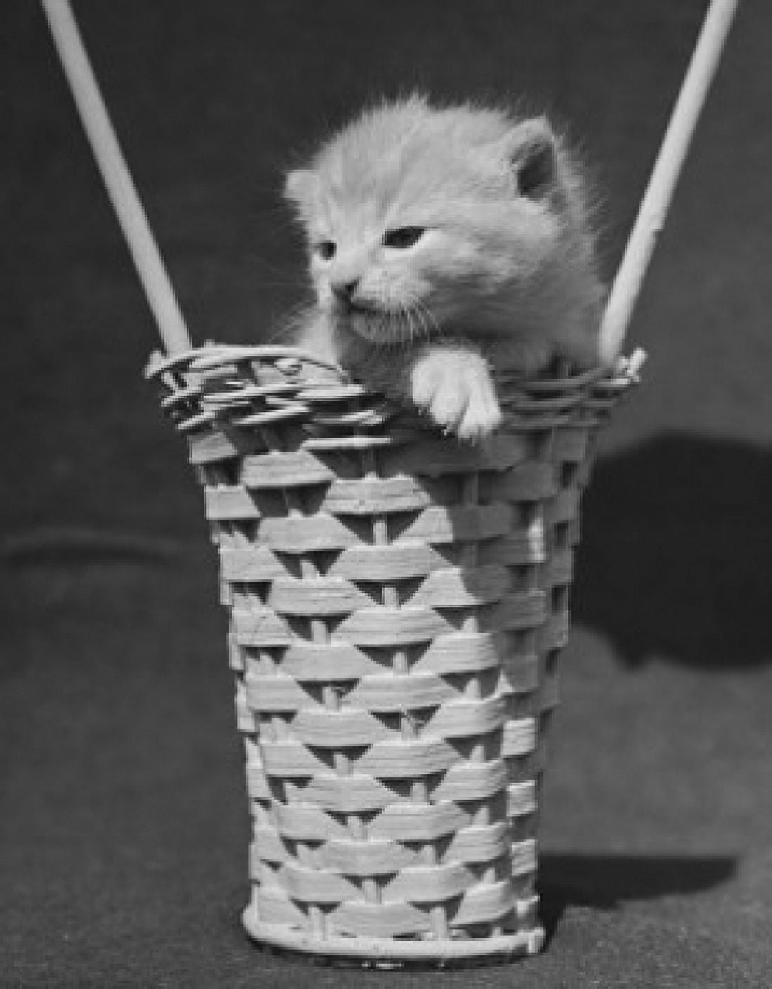 Kitten in a basket Canvas Art - (24 x 36)