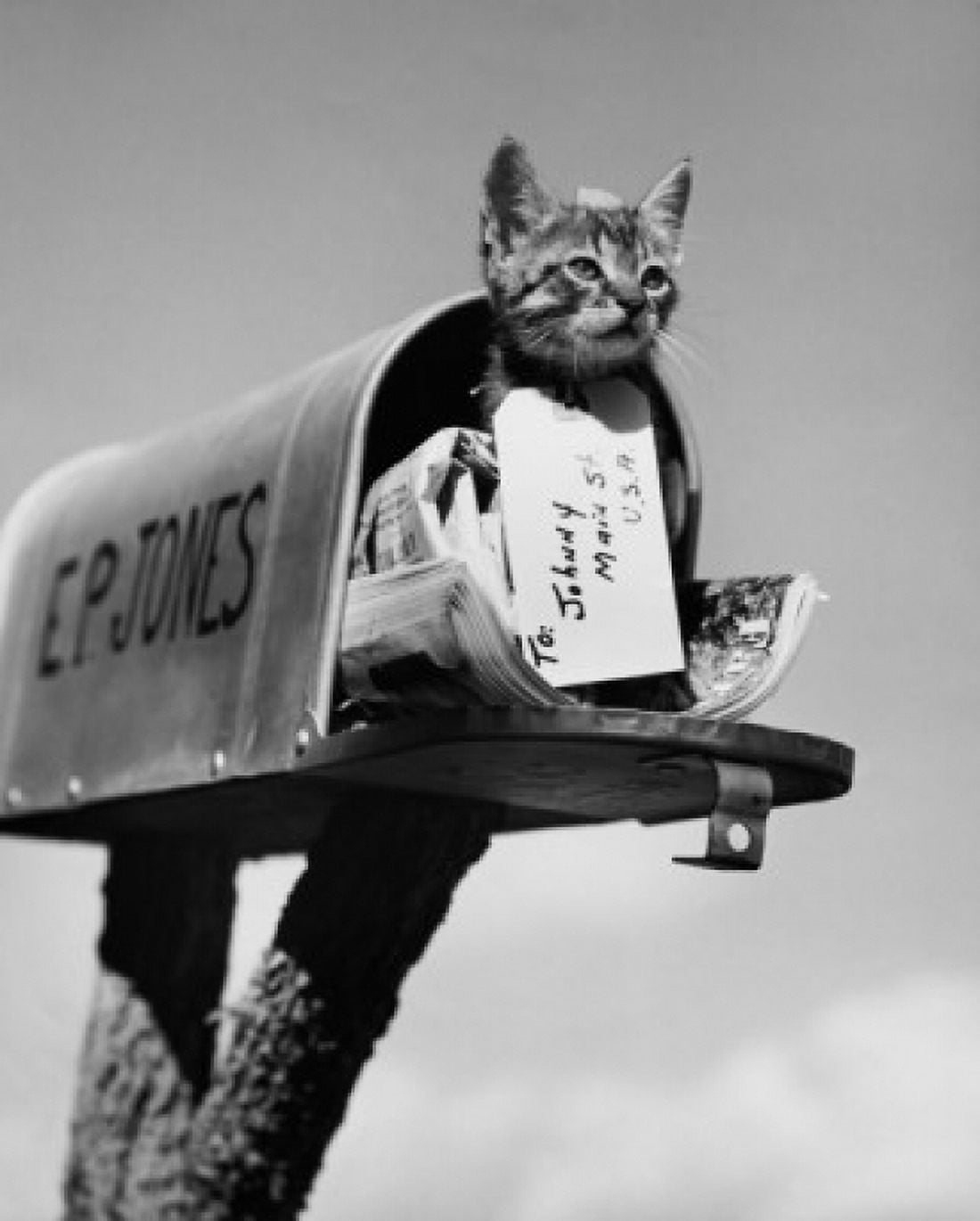 Kitten in a mailbox Canvas Art - (18 x 24)