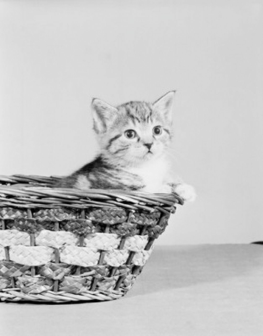 Kitten in basket Canvas Art - (18 x 24)