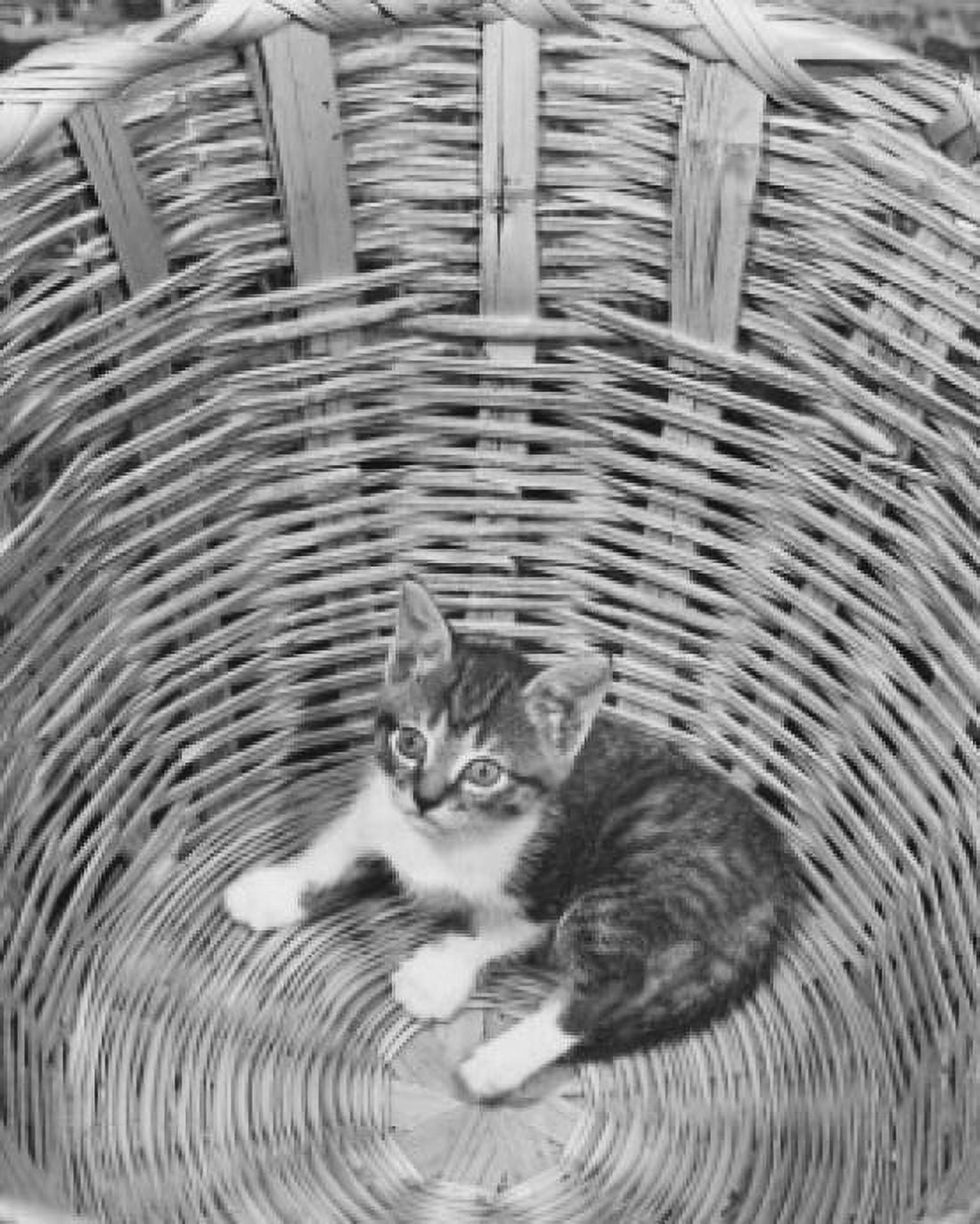 Kitten in the bottom of a basket Canvas Art - (18 x 24)