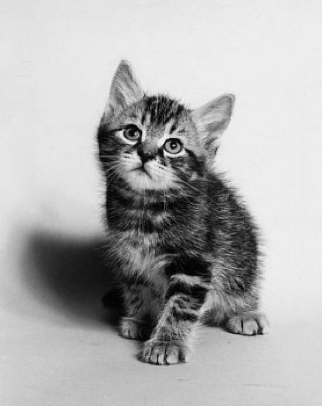 Kitten looking up Canvas Art - (24 x 36)