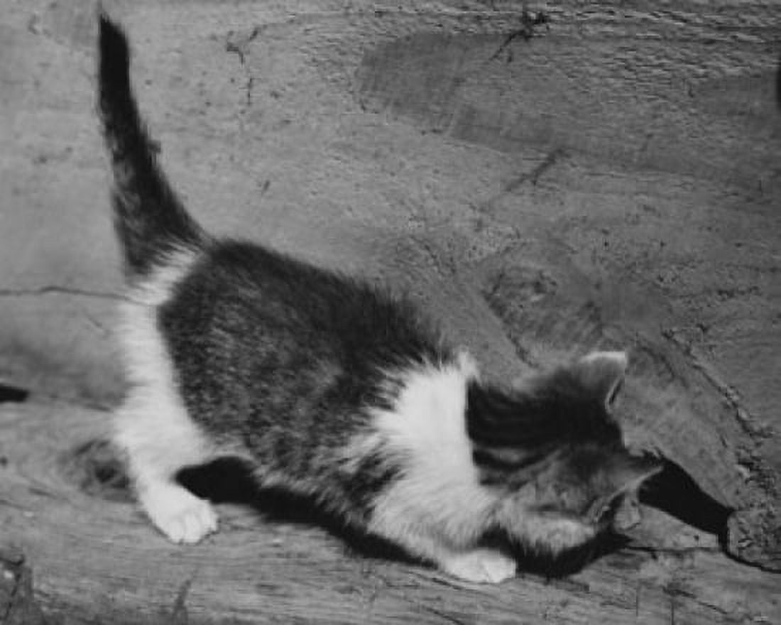 Kitten peeking in a hole Canvas Art - (24 x 36)