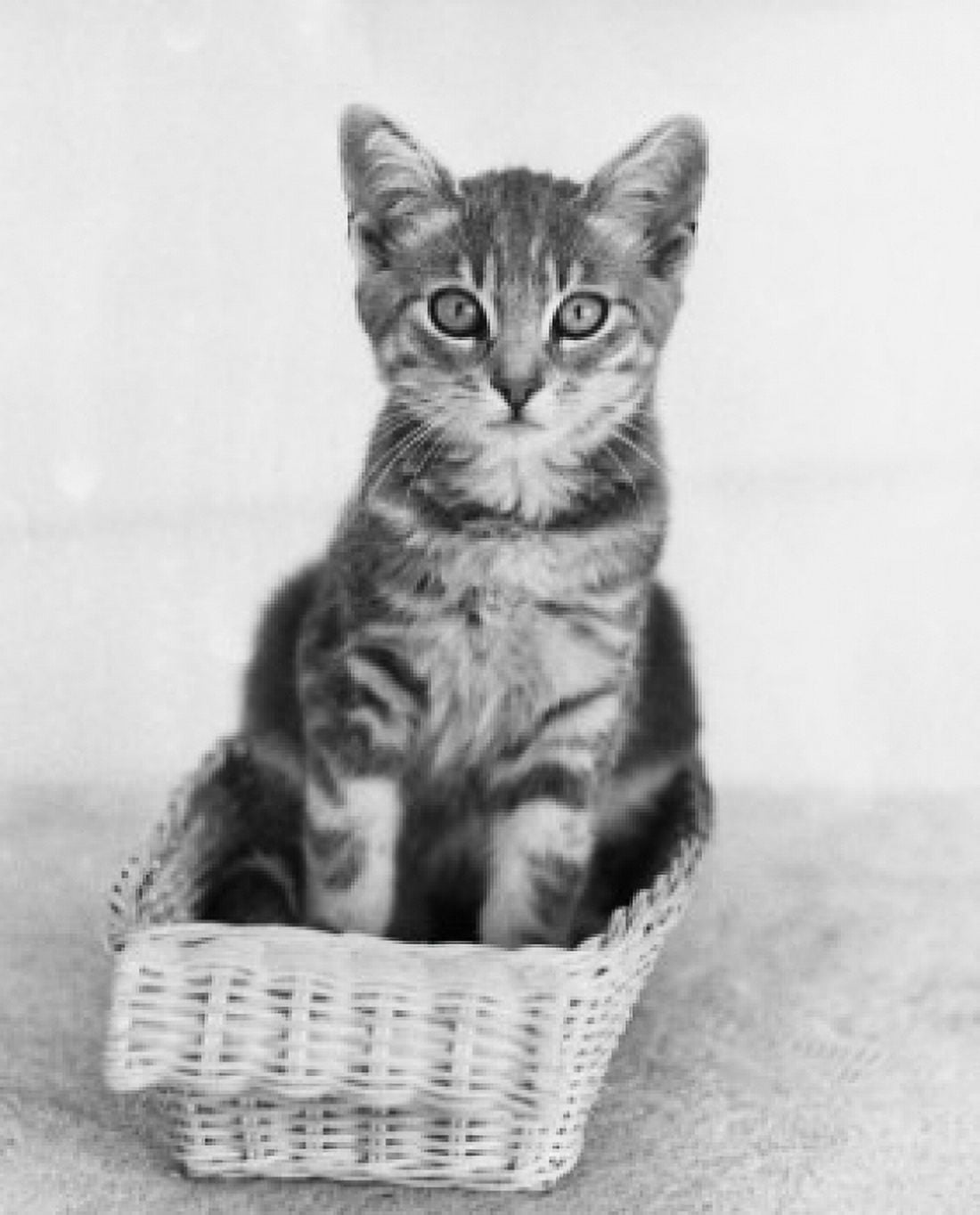 Kitten sitting in a basket Canvas Art - (24 x 36)