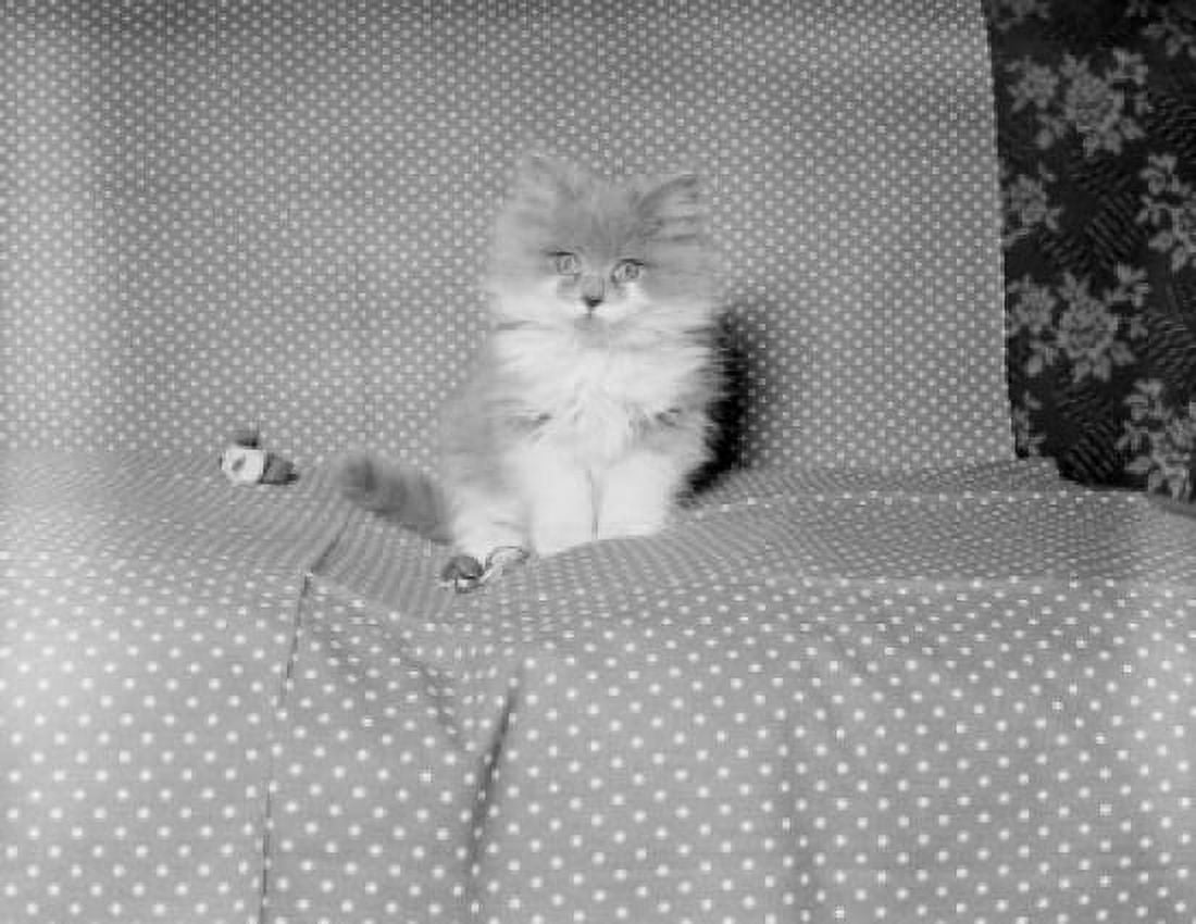 Kitten sitting on coach Canvas Art - (24 x 36)