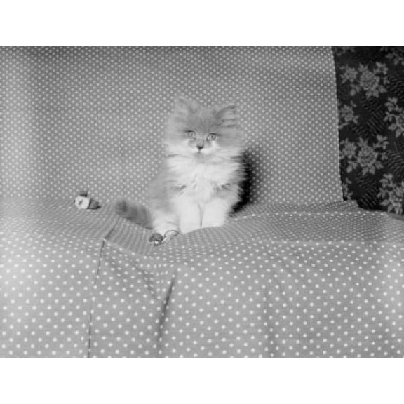 Kitten sitting on coach Poster Print (24 x 36)