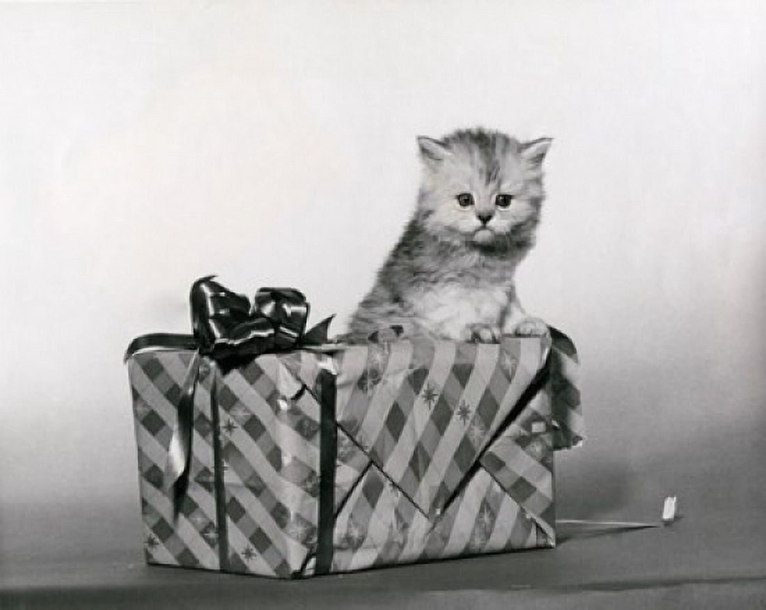Kitten traying to open a gift Canvas Art - (18 x 24)