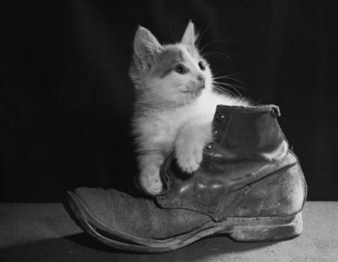 Kitten with an old boot Canvas Art - (18 x 24)