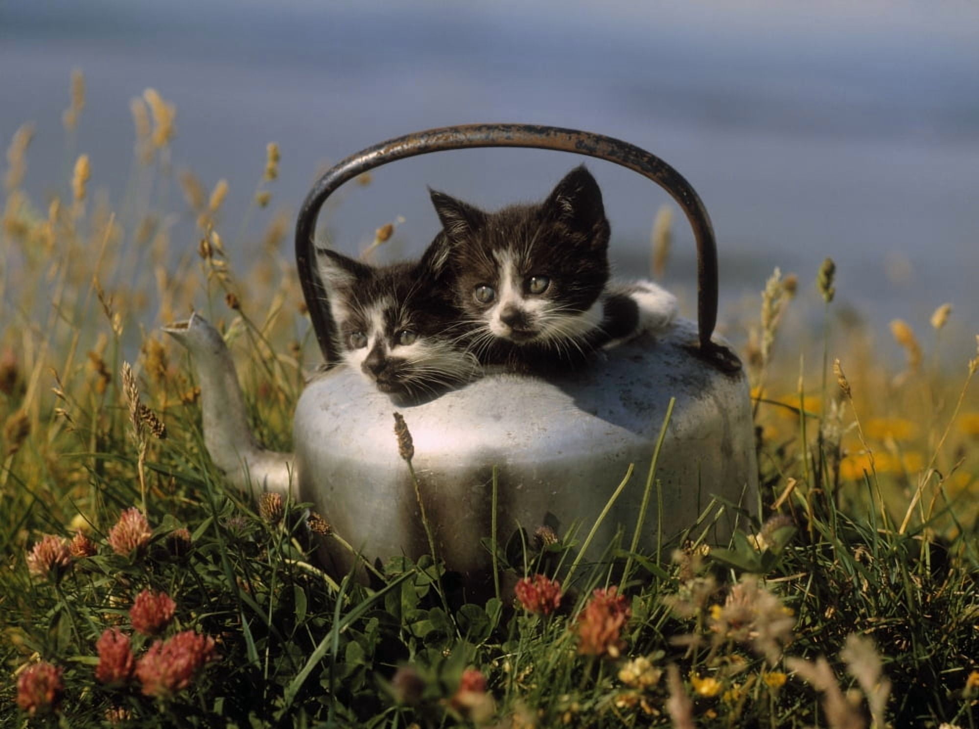 Kittens In An Old Kettle Canvas Art - The Irish Image Collection Design Pics (32 x 24)
