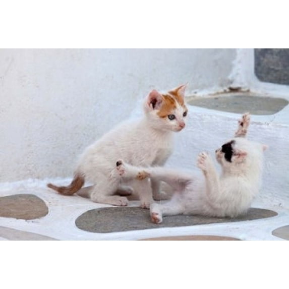 Mykonos Inception Kittens Playing Mykonos Greece Canvas Art - Darrell Gulin ...