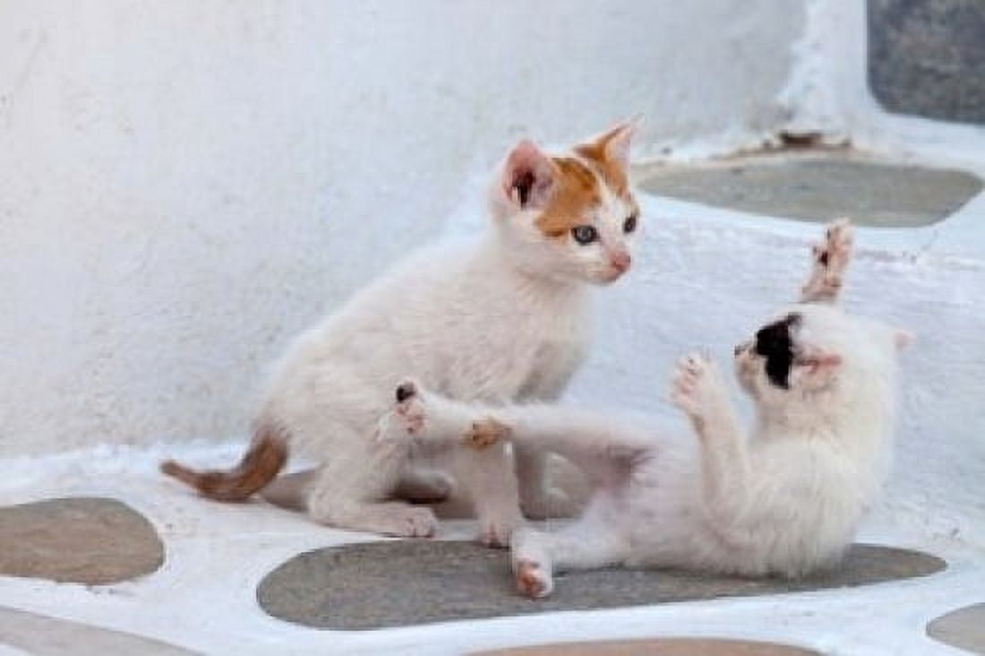 Kittens Playing Mykonos Greece Canvas Art - Darrell Gulin DanitaDelimont (34 x 23)