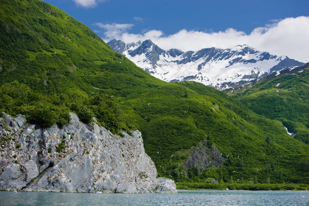 Kittiwake Rookery Shoup Bay State Marine Park Prince William Sound Southcentral Alaska Summer Canvas Art - Kevin Smith Design Pics (38 x 24)