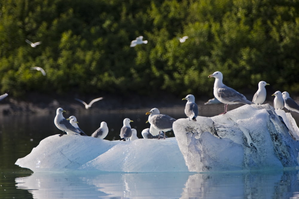 Kittiwakes And Seagulls Sitting On An Ice Berg In Shoup Bay State Marine Park Southcentral Alaska Canvas Art - Kevin Smith Design Pics (18 x 12)