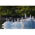 thumbnail image 1 of Kittiwakes And Seagulls Sitting On An Ice Berg In Shoup Bay State Marine Park Southcentral Alaska Print, 1 of 3