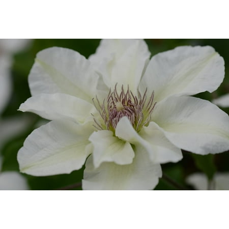 Kitty™ Boulevard Clematis Vine - White - Fragrant - NEW! - 2.5" Pot