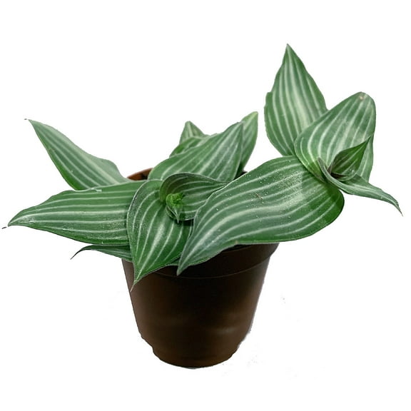 Kitty Ears Plant - Callisia elegans -2.5" Pot- Houseplant/Terrarium/Fairy Garden