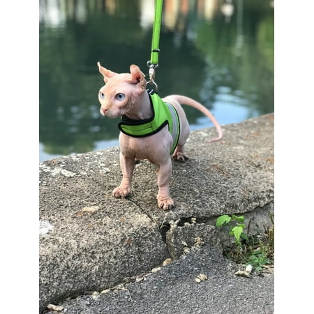 Kitty Holster Reflective Safety Harness (Made in USA) Color: Loud Lime, Size: XS