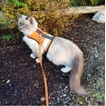 thumbnail image 1 of Kitty Holster Reflective Safety Harness (Made in USA) Color: Outrageous Orange, Size: XS, 1 of 1