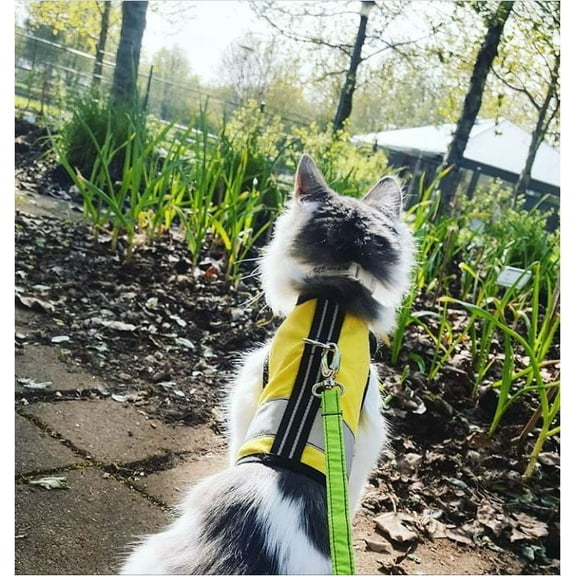Kitty Holster Reflective Safety Harness (Made in USA) Color: Sunshine Yellow, Size: XL