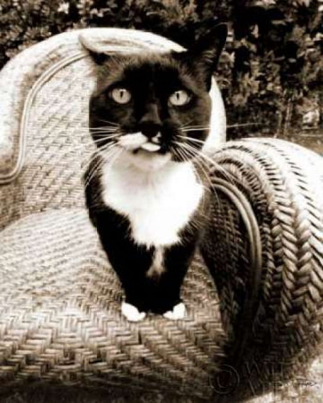 Kitty I Canvas Art - Jim Dratfield (24 x 30)