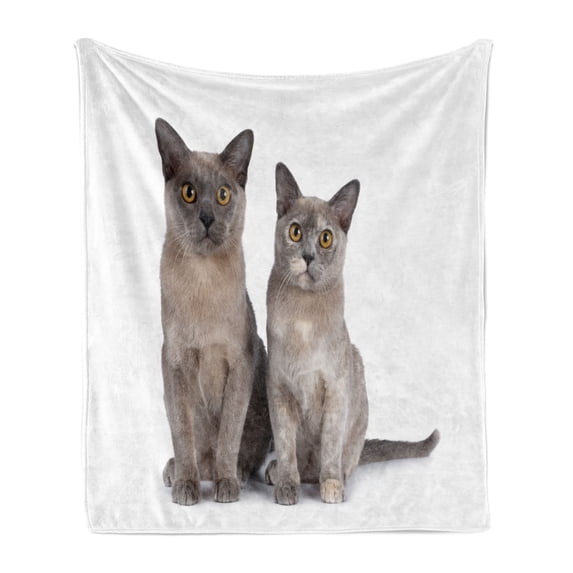 Kitty Soft Flannel Fleece Blanket, Couple Cat Sitting Next to Each Other Staring Studio Shot on Plain Backdrop, Cozy Plush for Indoor and Outdoor Use, 50" x 60", Taupe Grey and White, by Ambesonne